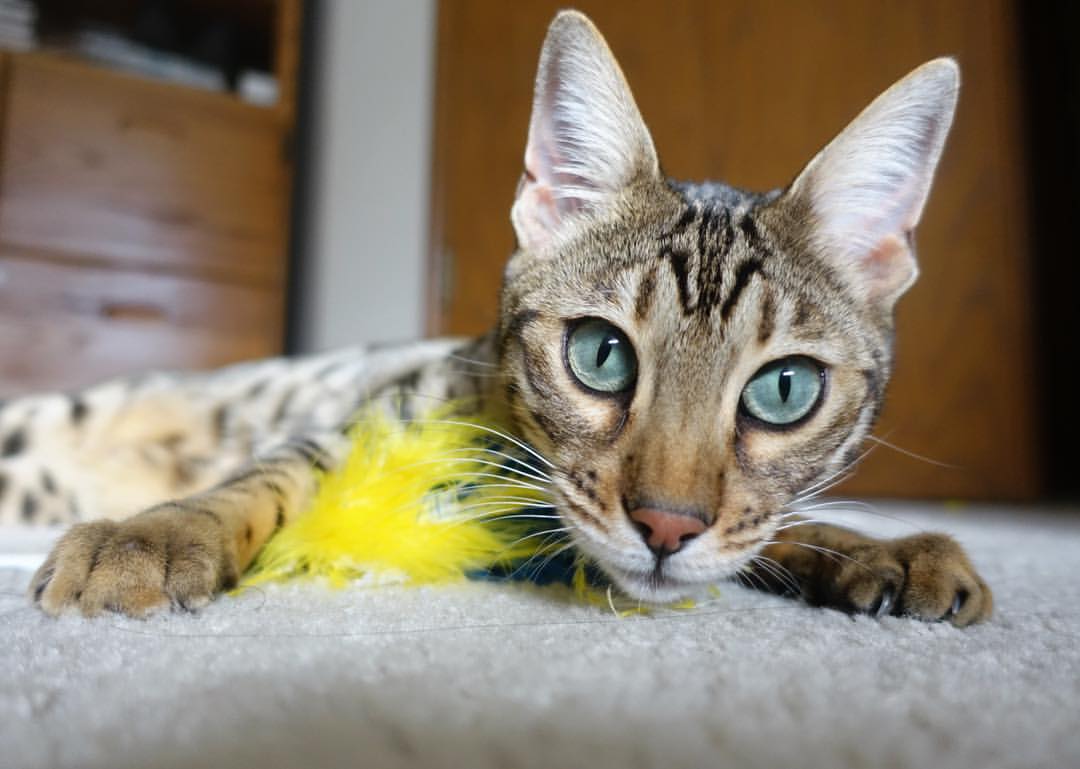 【年轻新星】未来之星如何快速崛起？青训案例分享，未来之星第四期