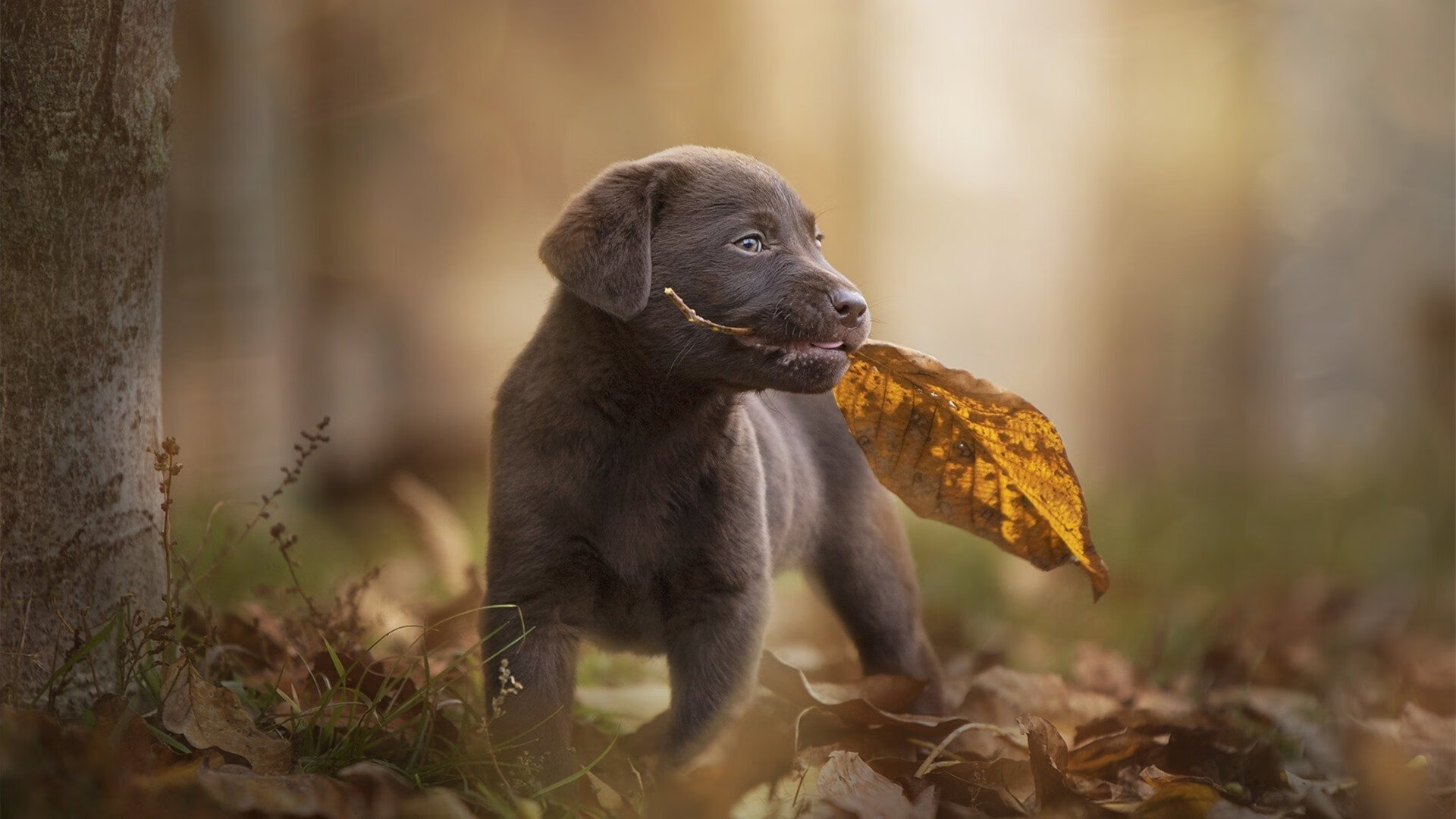 半场精彩：比分54-51，北京队略占优势！，北京单场全场比分