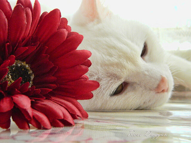 中国足球业界联合倡议,提升专业化水平,中国足球专项治理